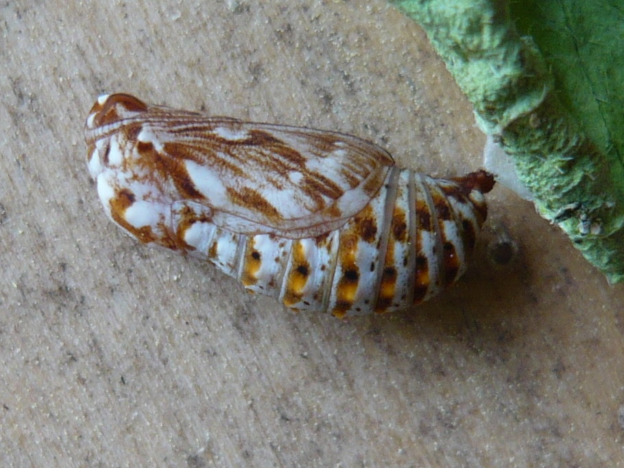 crisalide